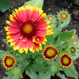 Розсада Гайлардії