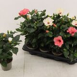 Саженцы Гибискуса