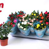 Саженцы Роз