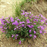 Саджанці Душівки