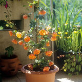 Розсада Абутилону (кімнатний клен)