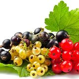 Саженцы Смородины