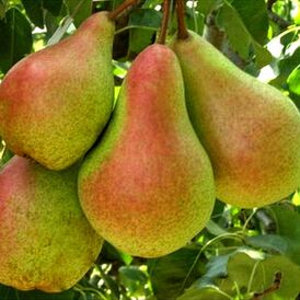 Саджанці Груш