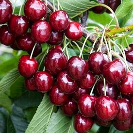 Саджанці Черешні