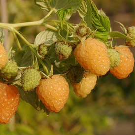 Малина желтая