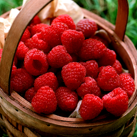 Малина красная