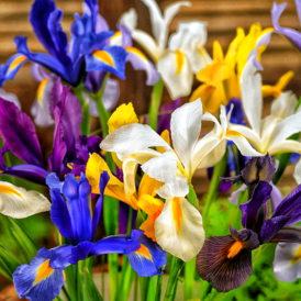 Іриси Голландські