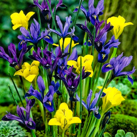 Іриси Ретикулата