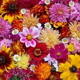 Насіння квітів