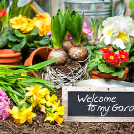 Цибулини квітів