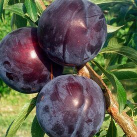 Саджанці диплоїдної Сливи (слива-алича)