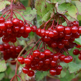 Саджанці Калини