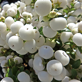 Саджанці Сніжноягідника