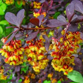 Саджанці Барбарису