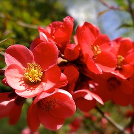 Саджанці Хеномелесу (Айва)