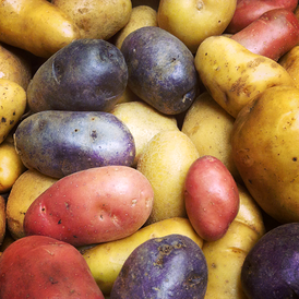 Насіннева картопля