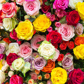 Саджанці Троянд