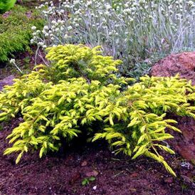 Саджанці Ялівцю