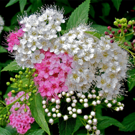 Саджанці Спіреї