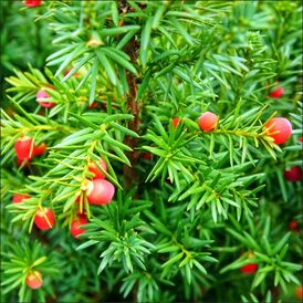 Саджанці Тиса