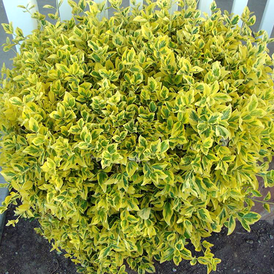 Саджанці Бруслини