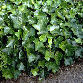 Саджанці Плюща