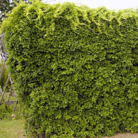 Саджанці Деревозгубника