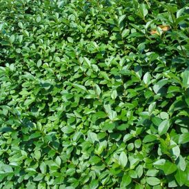 Саджанці Бірючини