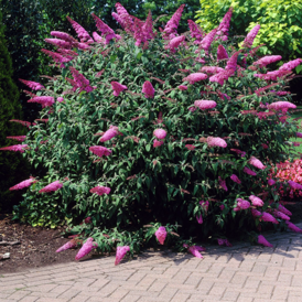 Саджанці Буддлеї