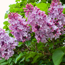 Саджанці Бузку