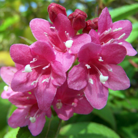 Cаджанці Вейгели