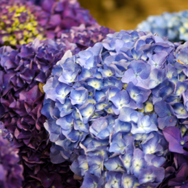 Cаджанці Гортензії