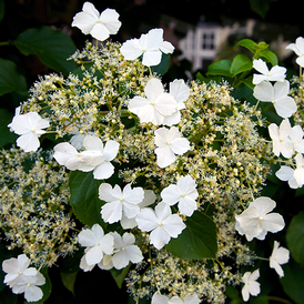 Гортензии плетистые
