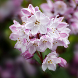 Cаджанці Дейції