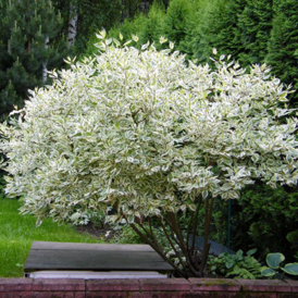 Cаджанці Дерену