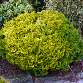 Cаджанці Кипарисовика