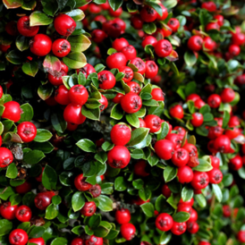 Cаджанці Кизильника