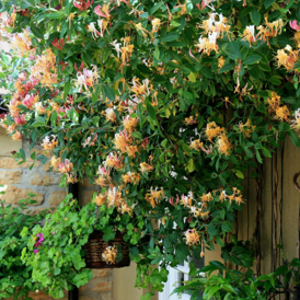 Cаджанці Жимолості декоративної