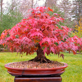 Саджанці Клена декоративного