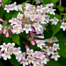 Саджанці Кольквіції