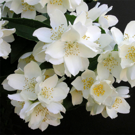 Саджанці Жасміну