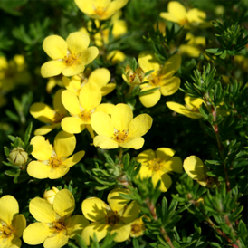 Саджанці Перстачу