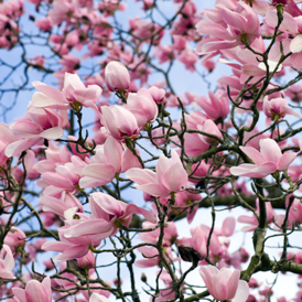 Саджанці Магнолії