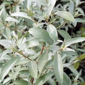 Саджанці Маслинки (Лох)