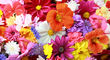 Семена цветов купить в интернет магазине Добродар
