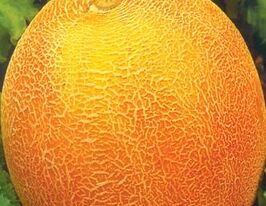 Диня Алуштакупити