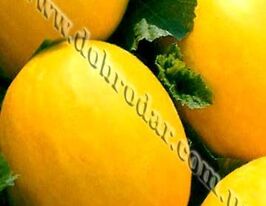 Диня Золотистакупити