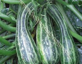 Кабачок цукини Зебра купить