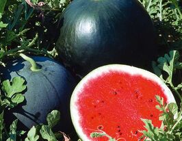 Кавун Красенькупити