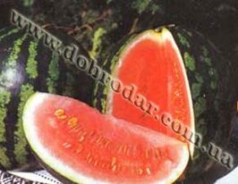 Юноша (Голландия) купить